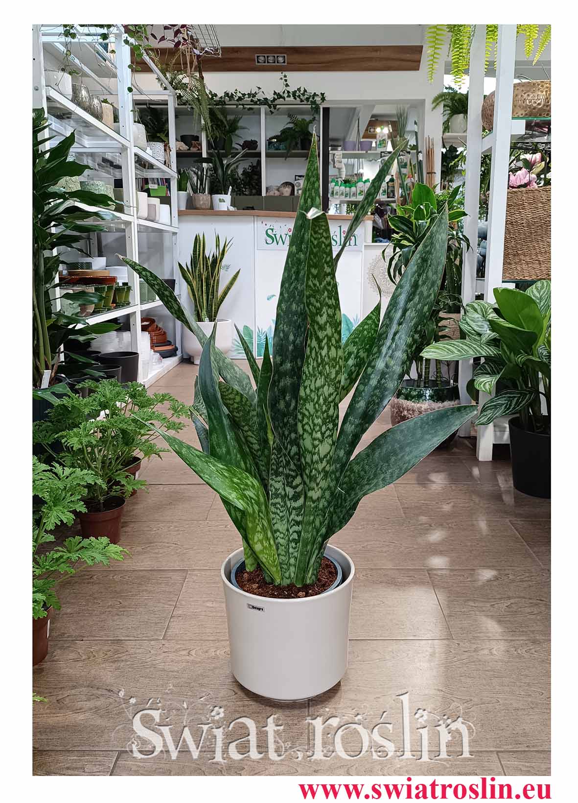 Sansevieria Jamaiquina do biura do mieszkania do firmy do kawiarni do salonu do dużej przestrzeni do patio do recepcji z dostawą online